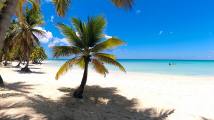 palm tree at the carribean sea