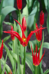 red lily flowered tulip Go Go Red