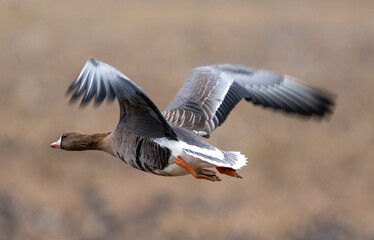 Greater white-fronted goose takes off from the field