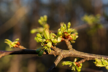 Spring in the forest, buds and first leaves on the trees 