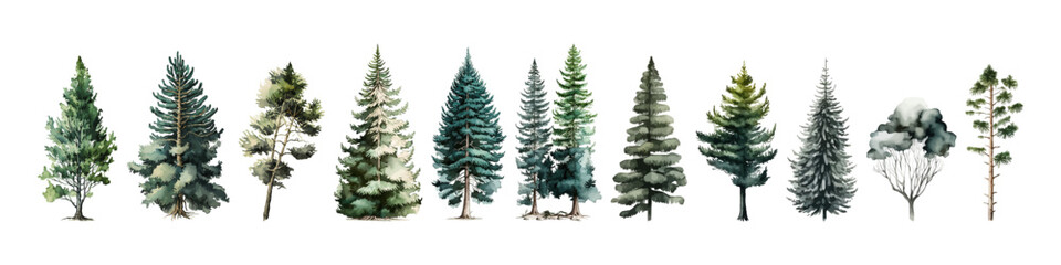 Watercolor tree vector collection. Forest illustration element. Woodland pine trees. - obrazy, fototapety, plakaty