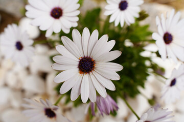 Fototapeta premium daisies in a garden