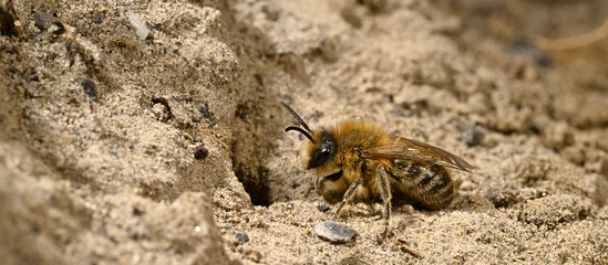 Frühlings-Seidenbiene // Vernal colletes (Colletes cunicularius)
