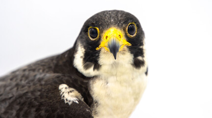 Peregrine Falcon (Falco peregrinus) on white background studio shot 