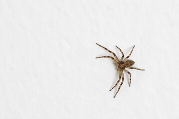 Philodromid crab spider, female spider of Philodromus dispar isolated on white wall background, top...