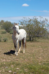Single white stallion wild horse in the Salt River wild horse management area near Scottsdale Arizona United States
