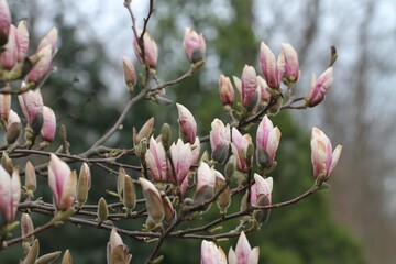 magnolia, makro, kwiaty