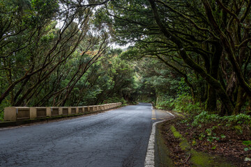Fototapeta premium road in the woods on the mountain 