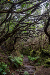 Obraz premium trees in the forest