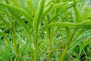 Grüne Graspflanzen auf Wiese am Flussufer bei Sonne am Morgen im Frühling