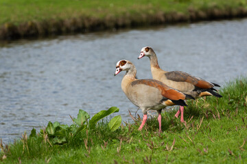 A pair of adult Nile or Egyptian geese (Alopochen aegyptiaca) flew to their previous nesting site in the spring - 768194888