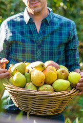 Pear harvest in the garden. Selective focus.