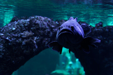 Fish Swimming in Large Aquarium