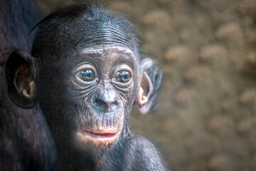 young bonobo monkey with a suprised look on its face