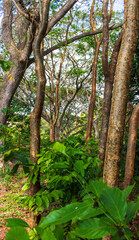 Close up shot of the trees in the tropical jungle. Nature