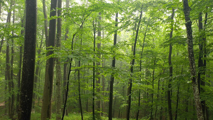 Obraz premium Beautiful spring season sunny forest landscape.