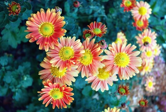 Yellow red orange flowers Garden Chrysanthemum Wintering , varieties - Kristin