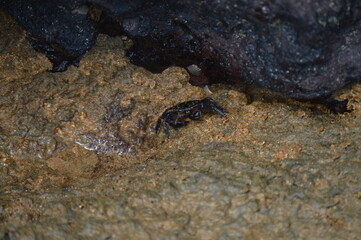 Small ocypode crab on the rocks and corals on the coast of Espirito Santo
