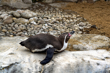 Humboldt penguin on the rocks
