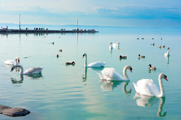 many swans on Lake Balaton Hungary with Siofok pier background