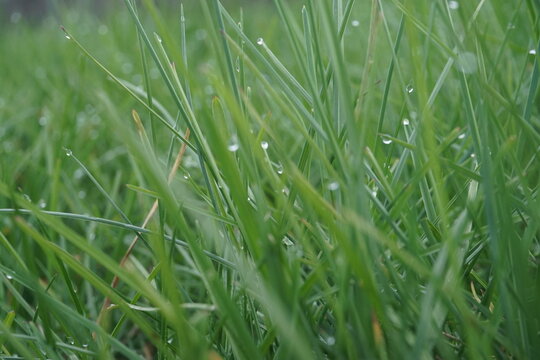 Hohes nasses grünes Gras mit Regentropfenmuster auf Wiese am Morgen im Frühling
