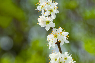 a blooming bird cherry branch on the green background close-up