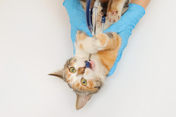 cute tricolor cat plays with a stethoscope during an appointment at the veterinarian. female veterinarian in gloves holds a naughty cat during an examination.