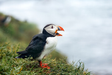A puffin bird with an open beak stands on a hill against the background of the sea. Iceland
