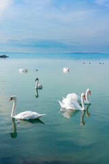 many swans on Lake Balaton Hungary blue water and sky