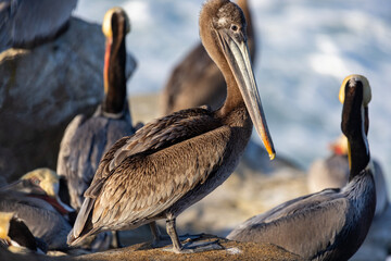 Brown Pelicans on Rocky Beach