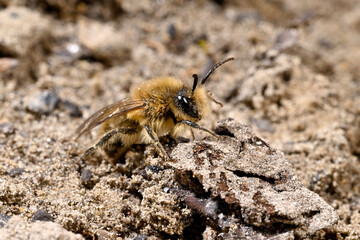 Spring mining bee, Vernal colletes // Frühlings-Seidenbiene (Colletes cunicularius)