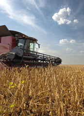 Fototapeta premium Harvesting combine in the wheat.