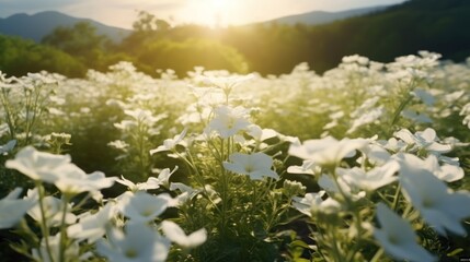 Discover serenity in vast white flower fields stretching endlessly
