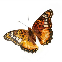 Fototapeta na wymiar Butterfly on white background