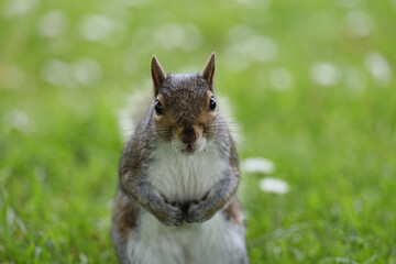 Beautifull grey squirrel (Sciurus carolinensis)  searching food in St James Park in London in a beautiful sunny day of autumn. Photographed in a beautiful sunny spring afternoon in natural light.