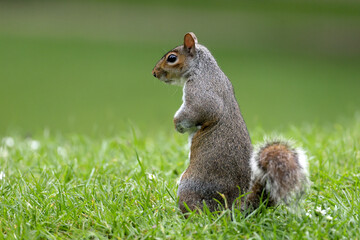 Beautifull grey squirrel (Sciurus carolinensis)  searching food in St James Park in London in a beautiful sunny day of autumn. Photographed in a beautiful sunny spring afternoon in natural light.