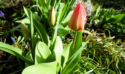 Rote Tulpe in Gartenbeet bei Sonne am Morgen im Frühling © Anette