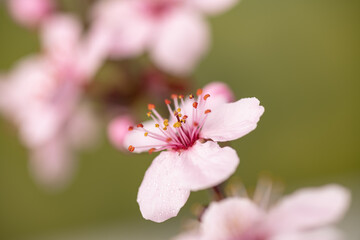 sakura flowers with drops of dew on the petals, cherry blossom in spring,. macro photography.
