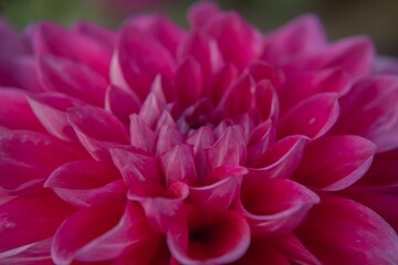 Macro photography invites you to see .