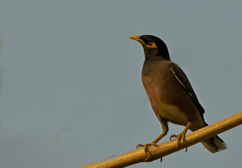 The common myna or Indian myna, sometimes spelled mynah, is a bird in the family