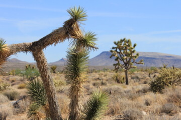 Joshua Trees