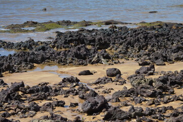 Lapwing bird perched on Aracruz beach on the coast of Espírito Santo
