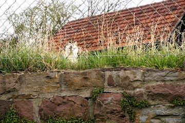 Alte Backsteinmauer mit Zaun vor weißer Katze in hohem grünen Gras sitzend hinter...