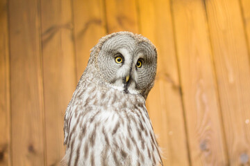 An owl looks at zoo visitors. zoo center with birds. Svetlogorsk zoo center. beautiful birds, nocturnal predators
