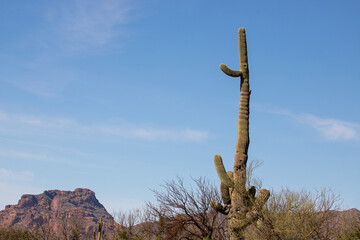 Lone saguaro cactus in the Salt River management area near Mesa Phoenix Arizona United States
