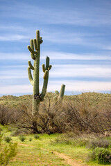 Saguaro cactus with blue cirrus cloud sky background in the Salt River desert area near Scottsdale Arizona United States