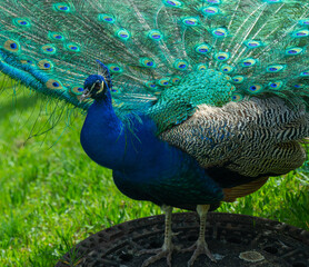 Peacock or Peafowl is also called Pavo cristatus. © karlo54