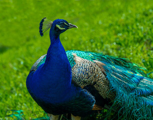 Peacock or Peafowl is also called Pavo cristatus. © karlo54