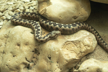 Horned Viper, Long-nosed Viper or Common Sand Adder (Vipera ammodytes). © karlo54