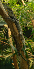 Frilled neck lizard (Chlamydosaurus kingii) on a tree branch..